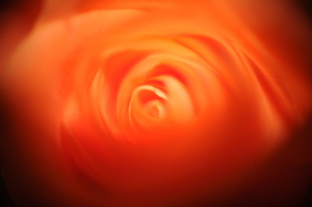 A closeup shot of a mesmerizing beautiful orange rose - Foto, imagen
