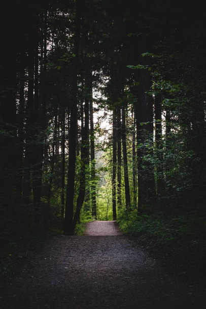 A pathway in a forest surrounded by bushes and trees under the sunlight - Fotoğraf, Görsel