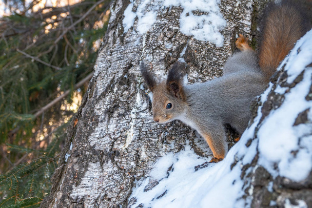 Squirrel in winter sits on a tree branch with snow. - Foto, Bild