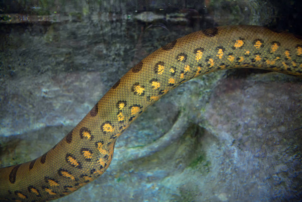 parte de colorida serpiente anaconda
 - Foto, imagen
