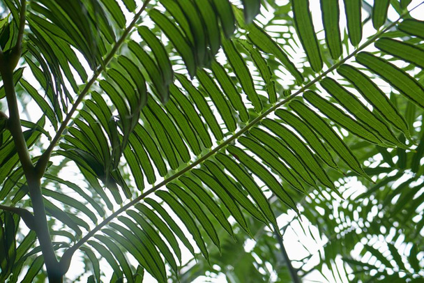 Niedriger Blickwinkel auf Farnblätter, umgeben von viel Grün unter dem Sonnenlicht mit verschwommenem Hintergrund - Foto, Bild