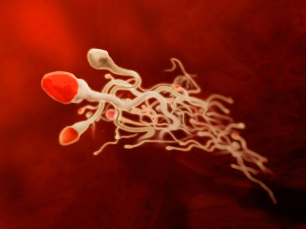 Sperma - Darstellung von Spermien, Nahaufnahme, im Inneren weiblicher Fortpflanzungsorgane - Foto, Bild