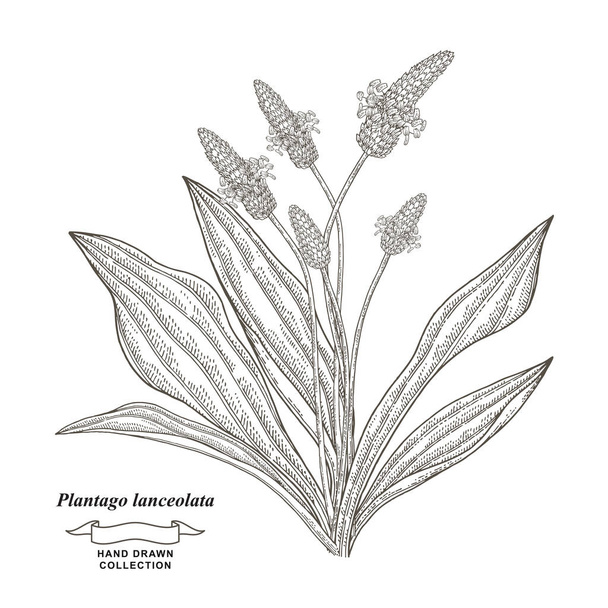 Bitki lanceolata bitkisinin eli çizilmiş. Pirzola ya da İngiliz muzu. Tıbbi bitkiler koleksiyonu. Vektör çizimi botanik. Eski gravür biçimi. - Vektör, Görsel