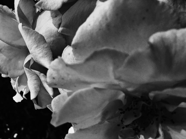 Чудова квітуча квітка троянди на заході сонця, квіткова красуня нарди
 - Фото, зображення
