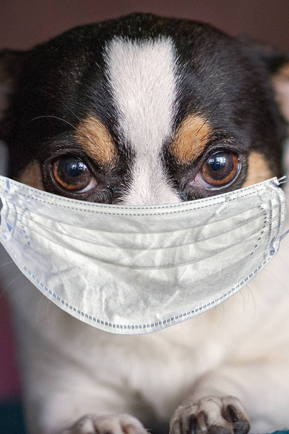 Chihuahua dog head with medical mask, closeup. - 写真・画像