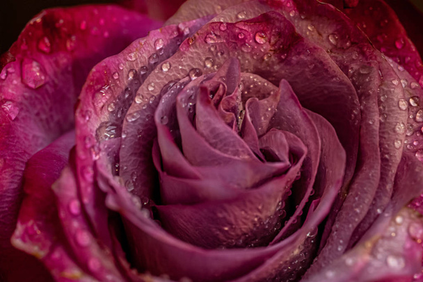 floral background of rose in drops of water macro - Photo, Image