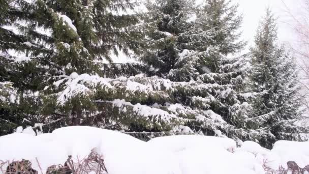 Falling snow. Branch of spruce tree with white snow. Winter spruce tree in the frost. Fir-tree branches of conifer tree in snow for New Year close-up - Footage, Video