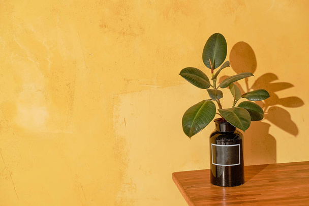 Plant indoors on a yellow wall background. Indoor plant in a glass flask against a yellow textured wall.  - Фото, зображення