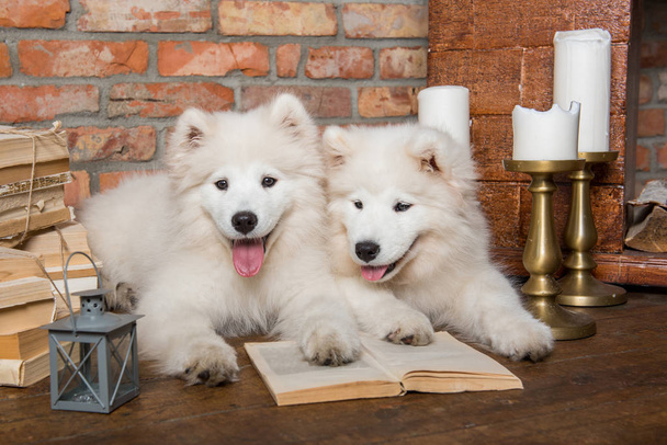 Kitap ile iki beyaz kabarık Samoyed yavru köpekler - Fotoğraf, Görsel