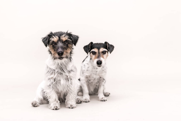 Two tricolor dogs are sitting in front of white background. Smal - Φωτογραφία, εικόνα
