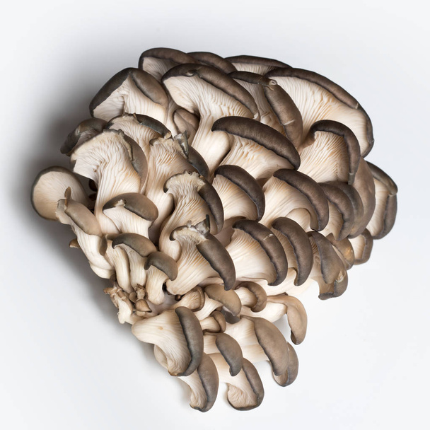 Funghi di ostrica su uno sfondo bianco - Foto, immagini