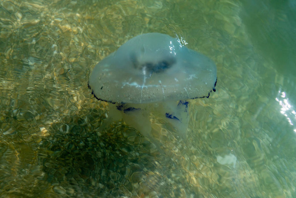 Martwa niebieska meduza na plaży w płytkiej wodzie. Kłącza meduz z korzenia khizotomii, wyrzucone na brzeg. - Zdjęcie, obraz