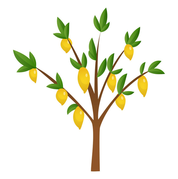 黄色、緑のレモン、花や葉を持つレモンの木。デザインの要素。ベクトルイラスト白地に隔離された - ベクター画像