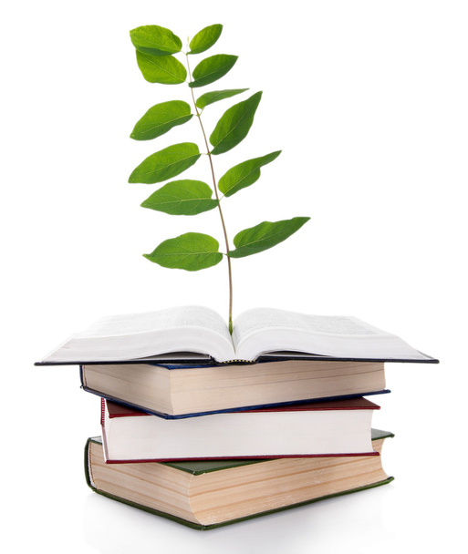 Books with plant isolated on white - Photo, Image