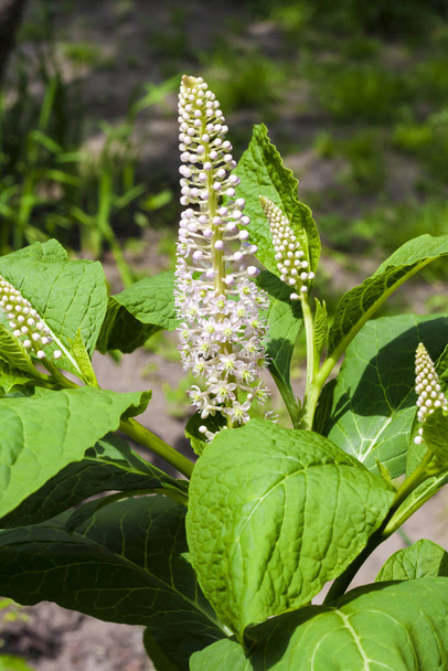 Phytolacca (known as pokeweeds, pokebush, pokeberry, pokeroot or poke sallet) flowers and foliage closeup - Photo, Image
