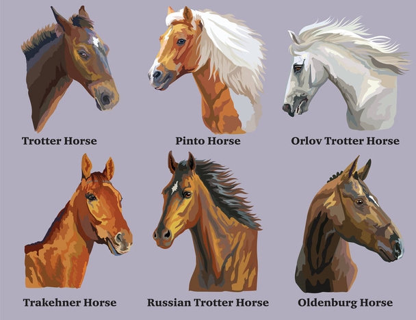 Set portretten van paarden rassen 3 - Vector, afbeelding