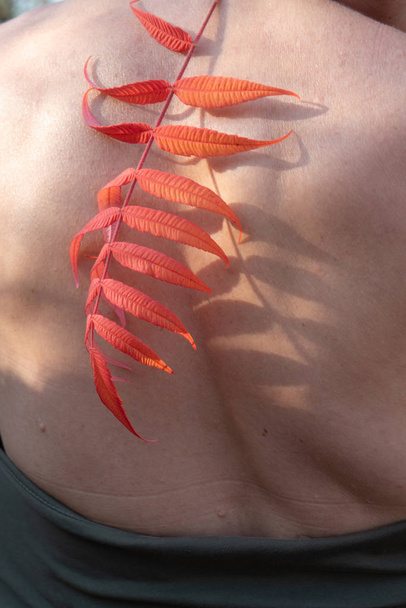 Red leaves of a plant against the background of a woman's body s - Photo, Image