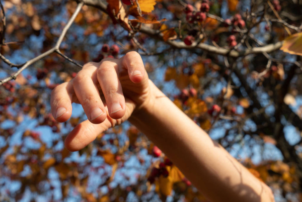 dancer hand, Autumn leaves behind the hands. - Photo, Image
