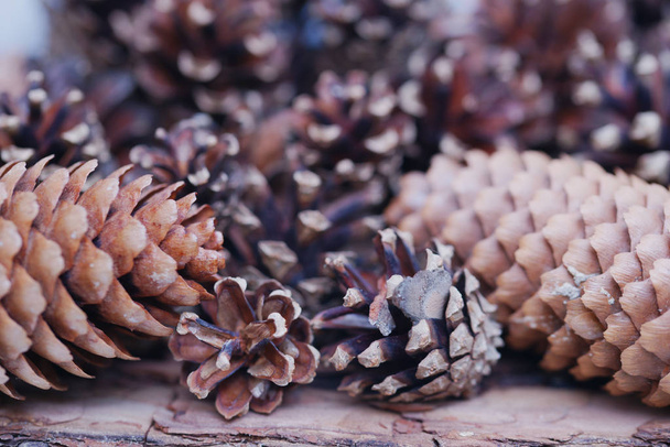 close up view of brown fir tree cones  - Фото, изображение