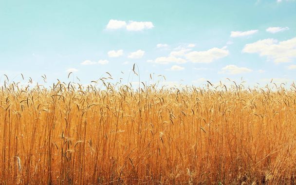 小麦の畑。穀物を熟す。小麦の小穂は農場の畑で成長する。小麦の収穫だ。ウクライナの自然. - 写真・画像