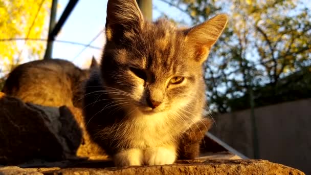 Прекрасний кошеня медитує на подвір'ї. Кіт відпочиває на відкритому повітрі в золоту годину
 - Кадри, відео