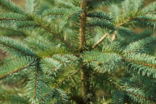 green and lush spruce branches on wood background - Photo, Image