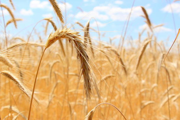 Fields of wheat. Ripe grains. Spikelets of wheat grow in a field on a farm. Wheat crop. Nature of Ukraine. - Photo, Image