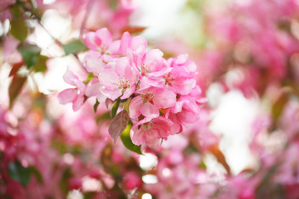 close up of flowering apple fruit trees branches with flowers in the orchard - 写真・画像