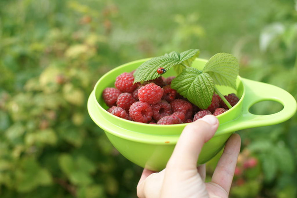 person hand holding green plate with raspberries and ladybug on leaves on garden background - Photo, Image