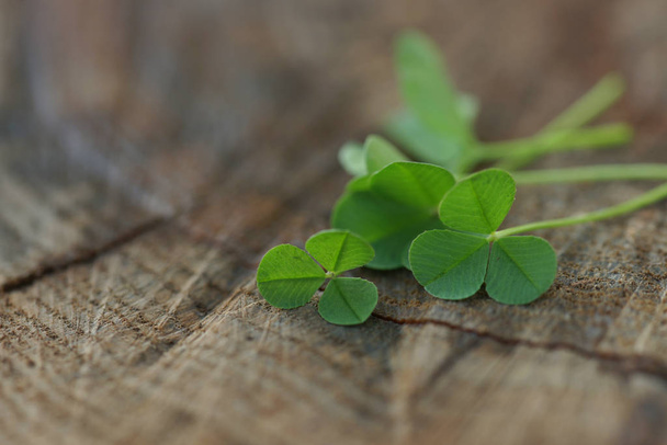 green plants of clover of wooden stump background  - Photo, Image