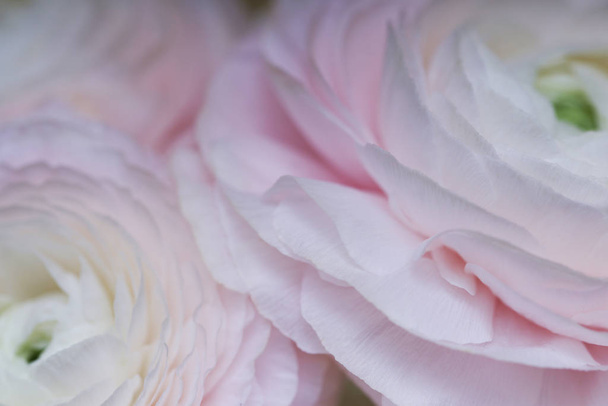 Nahaufnahme der blühenden Sakura-Rosen - Foto, Bild