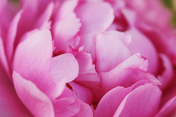 крупним планом рожева квітка півонії, що росте на кущах на дворі
 - Фото, зображення