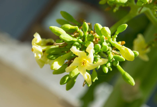 パパイヤの花白い種子果実緑の葉、食品植物緑の背景花 - 写真・画像