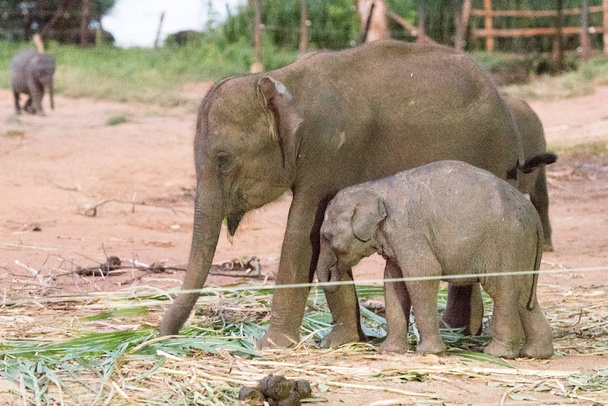 Sri Lankanisches Elefantenflüchtlingslager. Udawalawe Transit Home ist ein  - Foto, Bild
