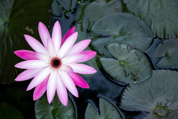 Pojedynczy różowy i biały kolor lotos (lilia wodna) z zielonym tle liści (widok z góry) - Zdjęcie, obraz