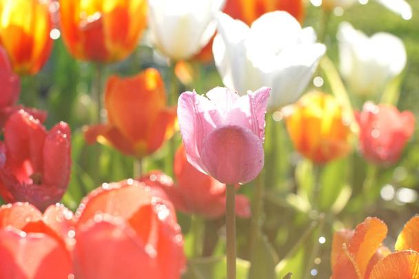 kvetoucí barevné tulipány na zahradním pozadí - Fotografie, Obrázek