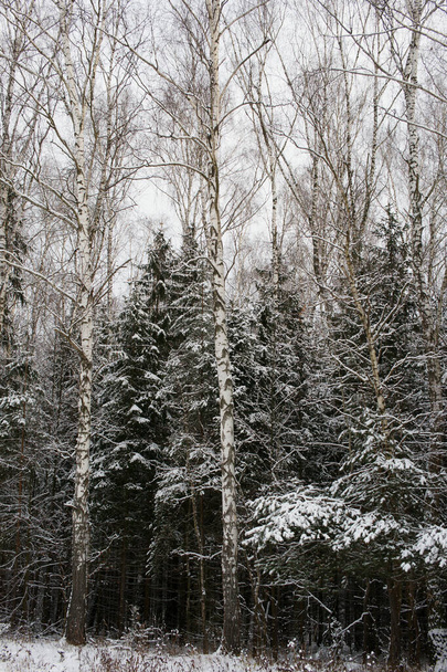 πολλά δέντρα καλυμμένα με χιόνι σε χειμερινό δάσος φόντο - Φωτογραφία, εικόνα