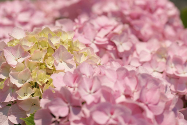 krásný růžový květ hortenzie květiny na zeleném keřích pozadí - Fotografie, Obrázek