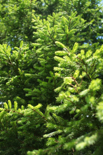 зелені і пишні гілки ялини на фоні дерева
 - Фото, зображення