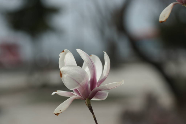 branches of pink magnolia flowers in the yard background - Photo, Image