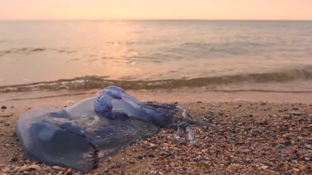 男の足が死んで、浅い海の水の中にクラゲを渡している観光客が死んで巨大な青いクラゲの死体で、浅い海の水を裸足で歩いて渡している。H.264ビデオコーデック - 映像、動画