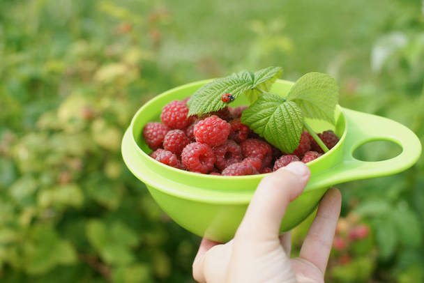 person hand holding green plate with raspberries and ladybug on leaves on garden background - Photo, Image