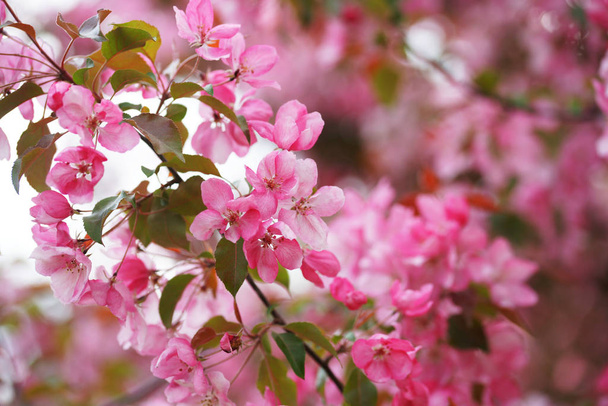 крупним планом квітучі гілки яблунь з квітами в саду
 - Фото, зображення