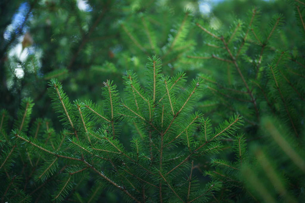 пишні та зелені гілки ялини на фоні дерева
 - Фото, зображення