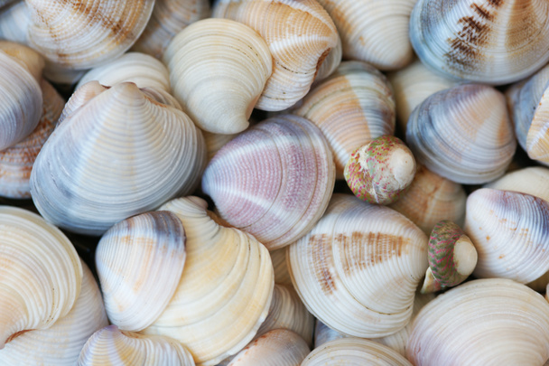 macro view of organic colored seashells at the beach - Photo, Image