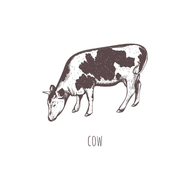Векторная иллюстрация коровы
.  - Вектор,изображение