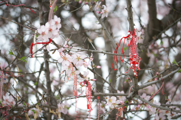 manzanos árboles frutales ramas con flores blancas y cintas rojas en el fondo del huerto
 - Foto, Imagen
