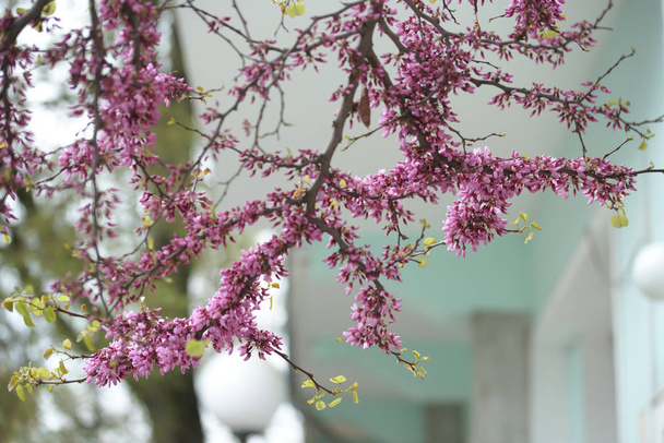 ramas de acacia rosa con flores en flor en el fondo del jardín
 - Foto, Imagen