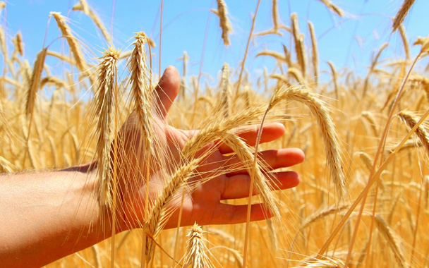 小麦の畑。男性の手は小麦の小穂を持っています。小麦を収穫するウクライナの自然. - 写真・画像