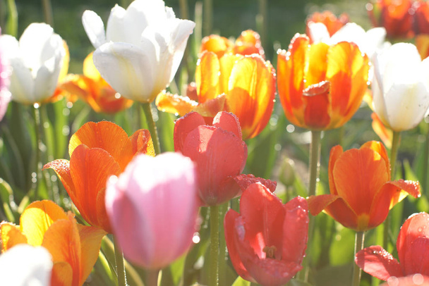 квітучі кольорові тюльпани на садовому фоні
 - Фото, зображення